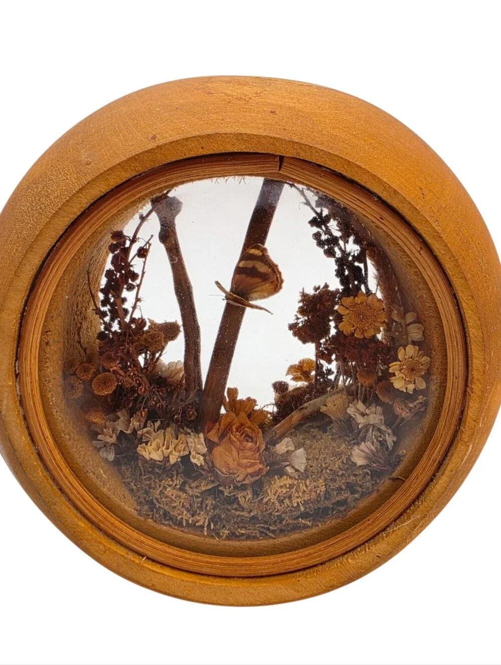 vintage dried flower and preserved butterfly diorama